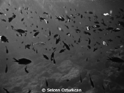 "Everything is fine underwater, wish abovewater was the s... by Selcen Ozturkcan 